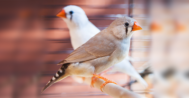Корм для амадин и других экзотических птиц: состав полезного рациона