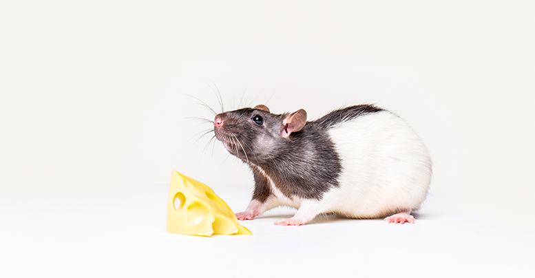 Чем кормить домашнюю крысу: особенности питания дамбо и других