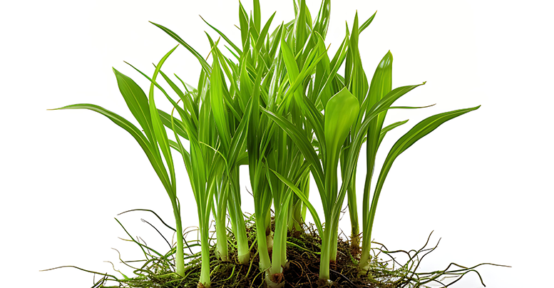 Аквариумное растение эхинодорус: содержание, описание видов
