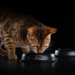 Сухой корм Pro Plan для взрослых кошек, с высоким содержанием лосося – интернет-магазин Ле’Муррр